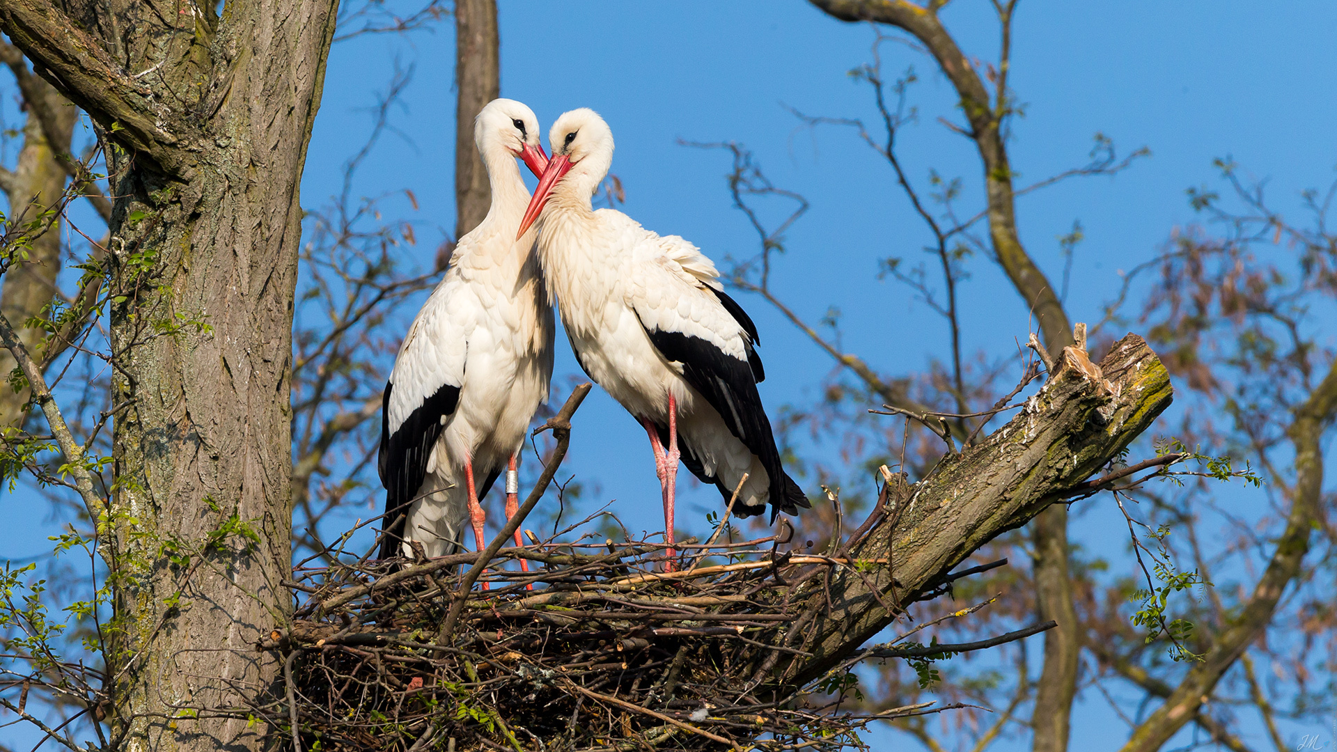 Birds